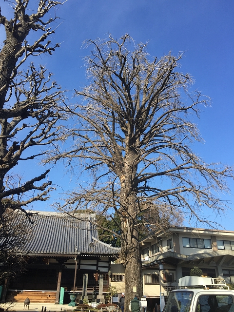 シャンボール柿の木坂　周辺環境