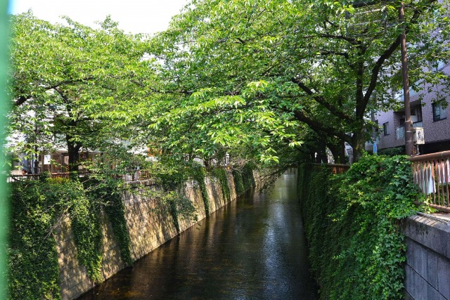 サンロイヤル東山　新緑の目黒川