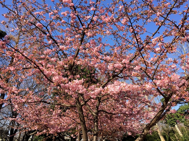 ダイアパレス目黒本町　周辺環境