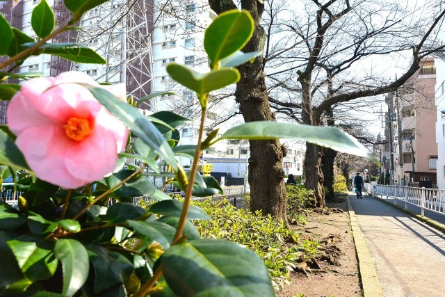 都立大グリーンパーク　マンション沿いの緑道