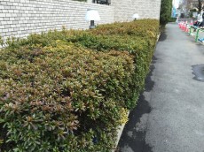 サンコート西荻窪　植栽