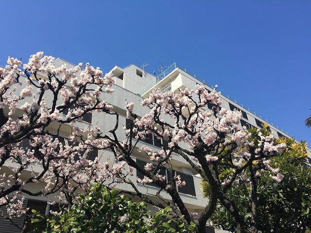 日商岩井豪徳寺マンション　植栽