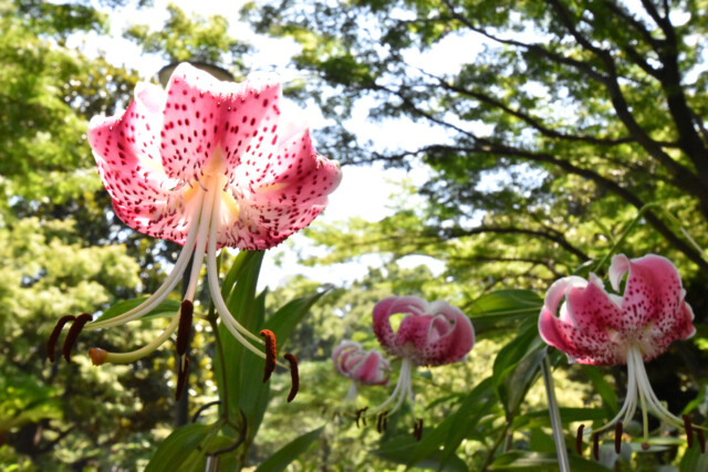 五反田周辺 池田山公園